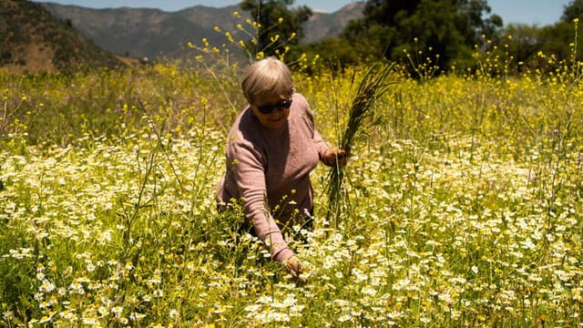 La casa, el lago y el trigo