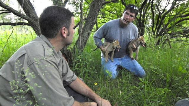 Attack in the Wild: Coyote Mystery