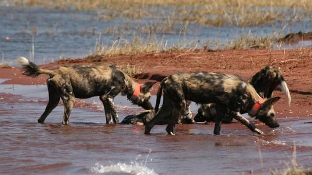 Wild Dog Island