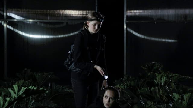 Winterzwiebeln im Sommer