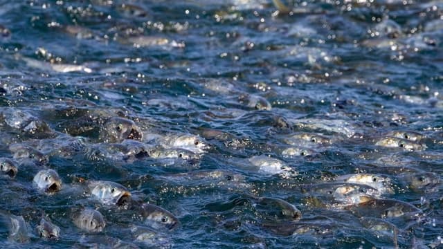 The Biggest Little Fish You've Never Seen