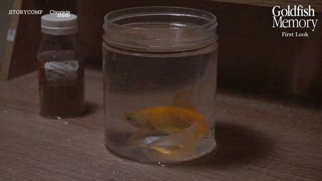 Goldfish Memory