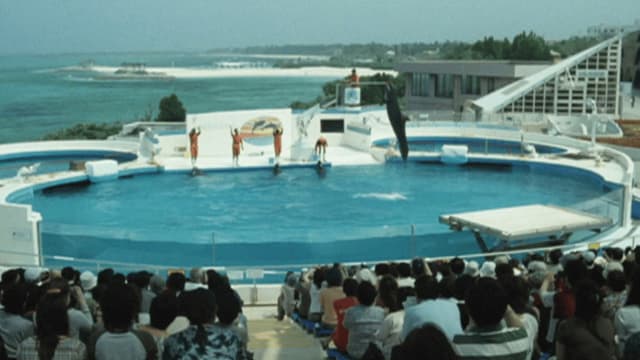Dolphin Blue: Soar Again, Fuji