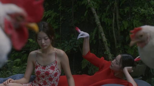 Chicken Stealing Eggs