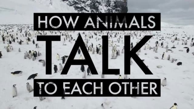 How Animals Talk To Each Other