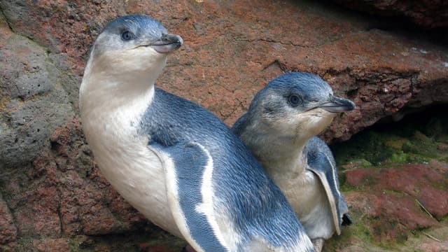 Kororā: Little Blue Penguin