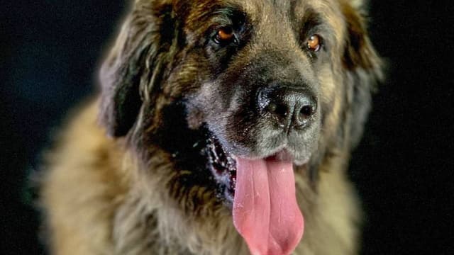 How dogs conquered the world