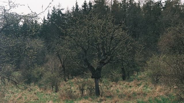 This Kind of Spring Has Never Been Yet