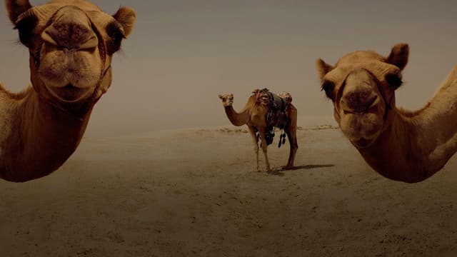A Train to Qatar