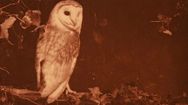 Wild Birds in Their Haunts