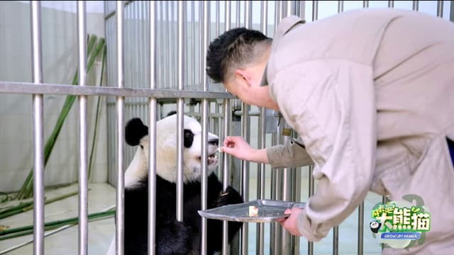 成长吧！大熊猫