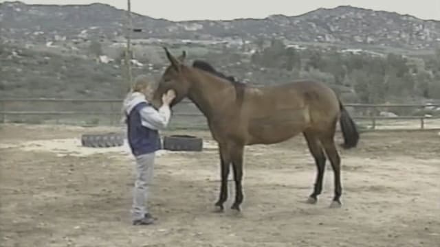 The Psychic Connection