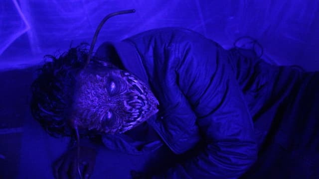 The Metamorphosis Experiment