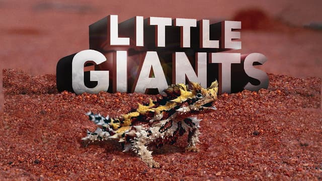 Little Giants