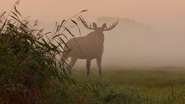 Matsalu Moose: Wild Giants of the Baltics