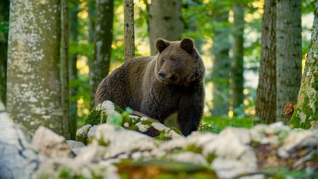 Der Karawankenbär: Auf den Spuren eines Grenzengängers