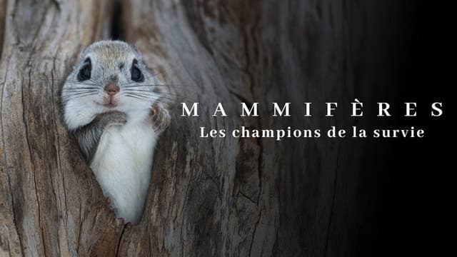 Mammifères, les champions de la survie