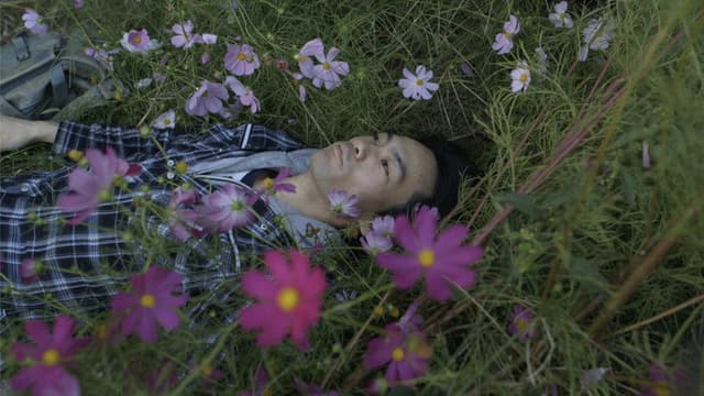 In the Shadow of the Cosmos Flowers