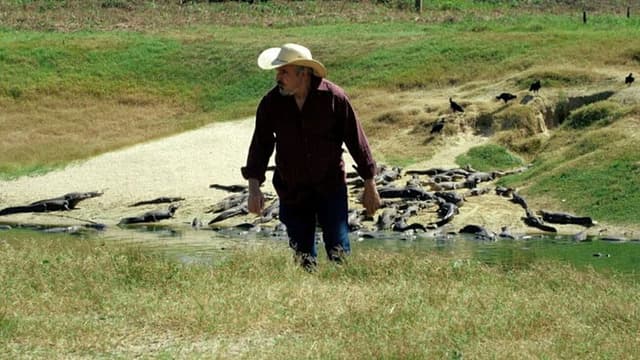 From the South: The Revenge