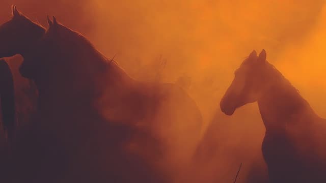 Wild Beauty: Mustang Spirit of the West
