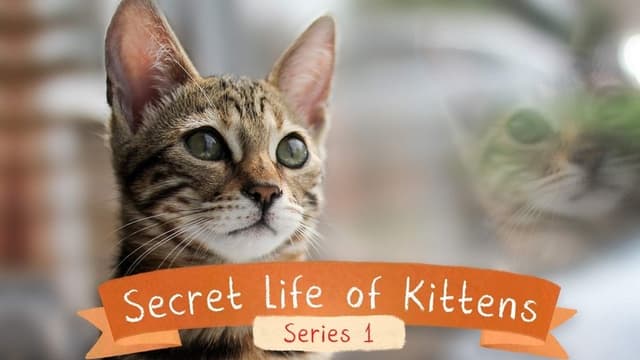 The Secret Life of Kittens